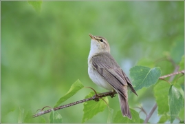 <p>BUDNÍČEK VĚTŠÍ (Phylloscopus trochilus) /Willow warbler – Fitis/</p>